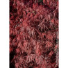 ACER palmatum DISSECTUM FIRECRACKER