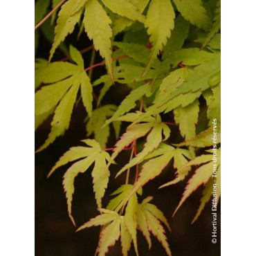 ACER palmatum KATSURA