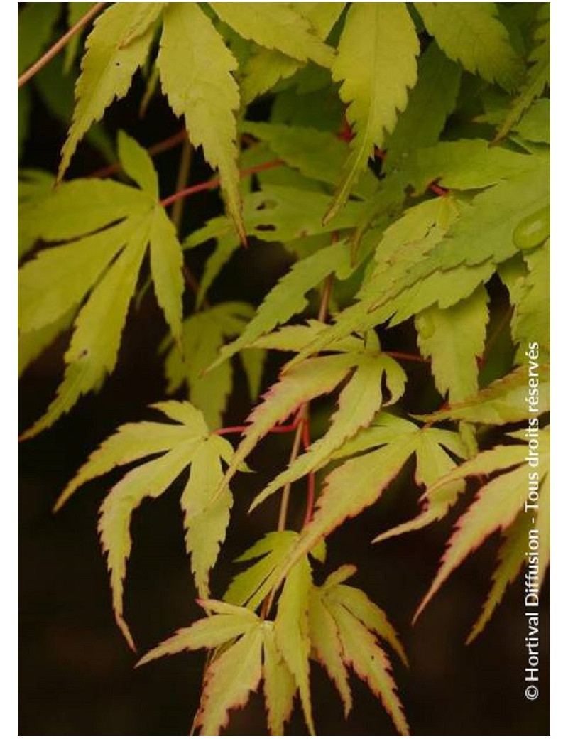 ACER palmatum KATSURA