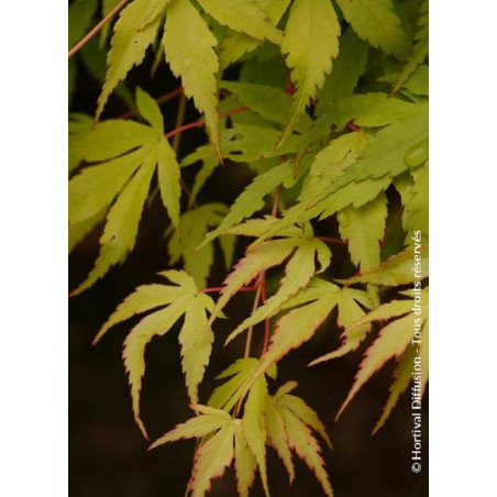 ACER palmatum KATSURA