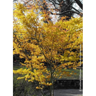 ACER palmatum KATSURA