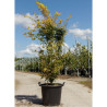 ACER palmatum KATSURA En pot de 25-30 litres