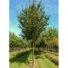 ACER campestre RED SHINE