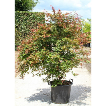 ACER palmatum DESHOJO En pot de 50-70 litres