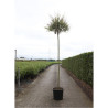 SALIX integra HAKURO-NISHIKI En pot de 25-30 litres forme tige hauteur du tronc 180-200 cm