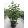 VIBURNUM opulus ROSEUM En pot de 35-50 litres