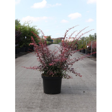 BERBERIS thunbergii ROSE GLOW En pot de 10-12 litres