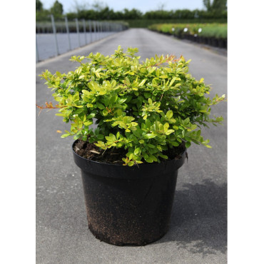 BERBERIS media DUAL JEWEL En pot de 10-12 litres