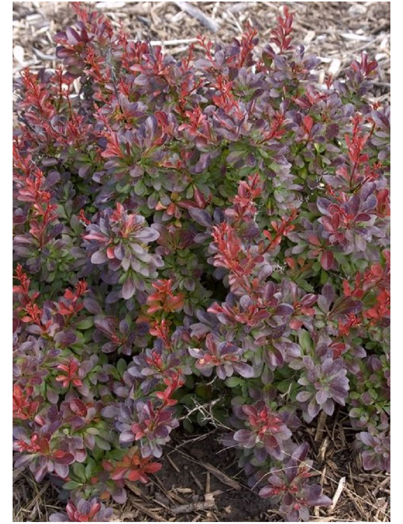 BERBERIS thunbergii CABERNET