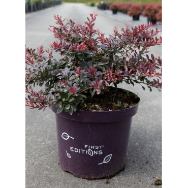 BERBERIS thunbergii CABERNET En pot de 10-12 litres