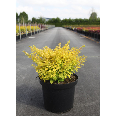 BERBERIS thunbergii AUREA En pot de 10-12 litres