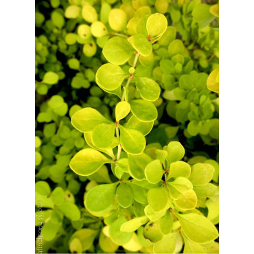 BERBERIS thunbergii AUREA