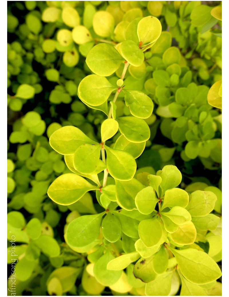 BERBERIS thunbergii AUREA