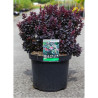 BERBERIS thunbergii CONCORDE En pot de 10-12 litres