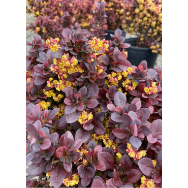 BERBERIS thunbergii CONCORDE