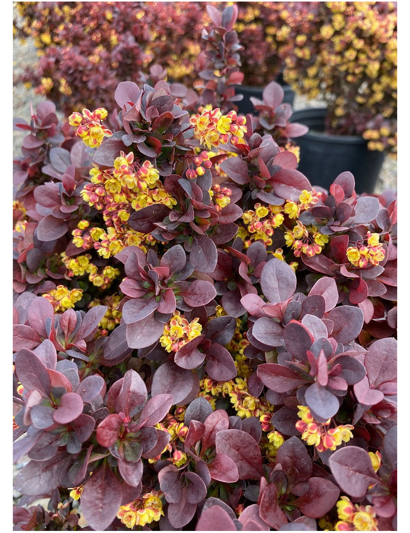 BERBERIS thunbergii CONCORDE