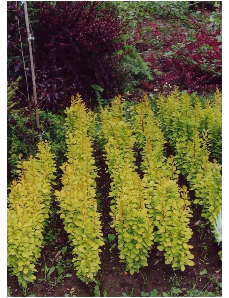 BERBERIS thunbergii GOLDEN ROCKET