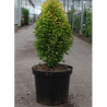 BERBERIS thunbergii GOLDEN ROCKET En pot de 10-12 litres