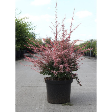 BERBERIS thunbergii HARLEQUIN En pot de 10-12 litres