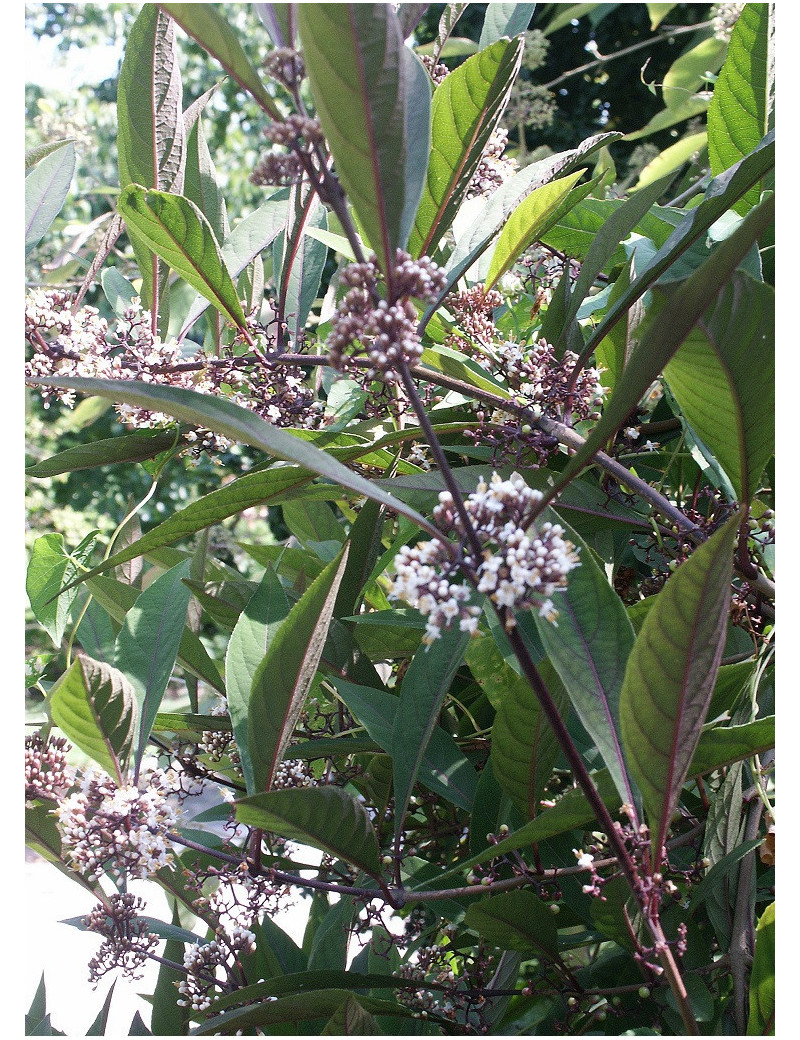 CALLICARPA kwangtungensis