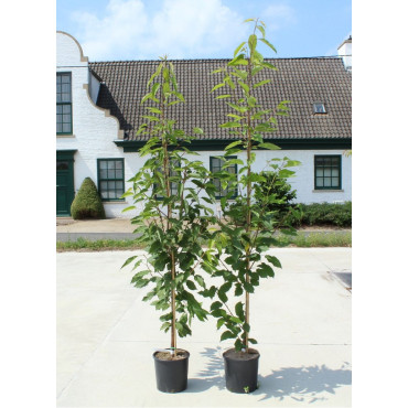 PRUNUS avium PLENA En pot de 15-20 litres forme baliveau hauteur 150-200 cm