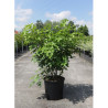 STAPHYLEA colchica En pot de 15-20 litres