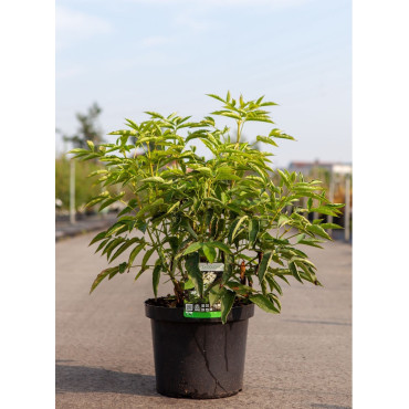 STAPHYLEA colchica En pot de 10-12 litres