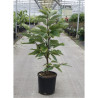 MAGNOLIA acuminata BLUE OPAL En pot de 12-15 litres