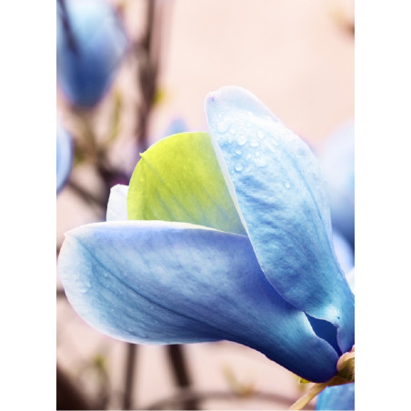 MAGNOLIA acuminata BLUE OPAL