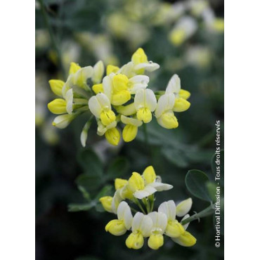 CORONILLA glauca CITRINA