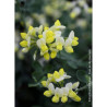 CORONILLA glauca CITRINA