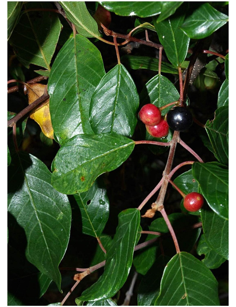 RHAMNUS frangula