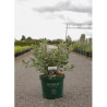 LONICERA kamtschatica BLUE VELVET En pot de 10-12 litres