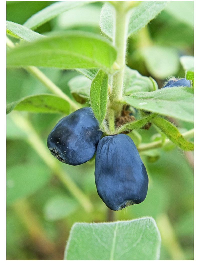 LONICERA kamtschatica BLUE VELVET