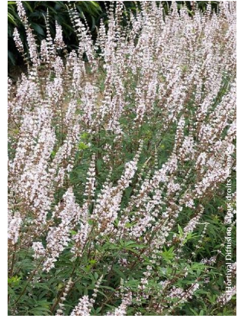 VITEX agnus-castus ALBUS