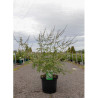 VITEX agnus-castus ALBUS En pot de 10-12 litres