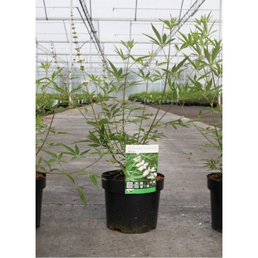 VITEX agnus-castus ALBUS En pot de 3-4 litres