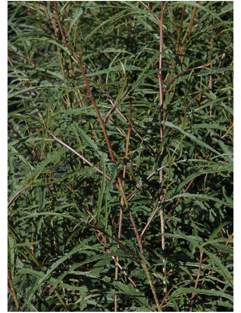 FRANGULA alnus ASPLENIIFOLIA