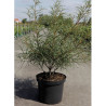 FRANGULA alnus ASPLENIIFOLIA En pot de 10-12 litres