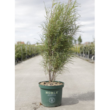 FRANGULA alnus FINE LINE En pot de 10-12 litres