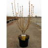 FORSYTHIA intermedia GOLDRAUSCH En pot de 10-12 litres