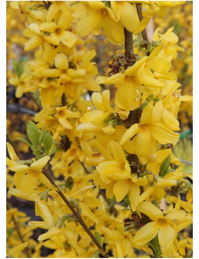 FORSYTHIA intermedia GOLDRAUSCH