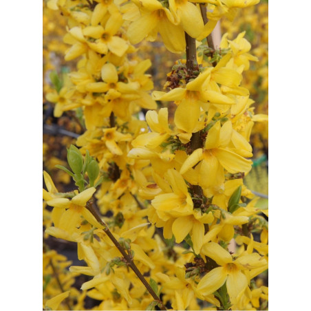 FORSYTHIA intermedia GOLDRAUSCH