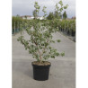 ULMUS minor SUBEROSA En pot de 10-12 litres forme buisson hauteur 080-100 cm