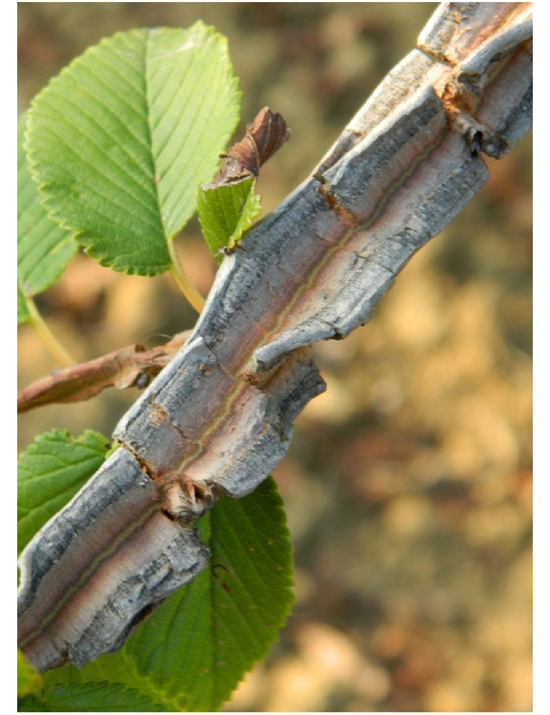 ULMUS minor SUBEROSA