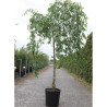 ULMUS pendula MAURO En pot de 15-20 litres forme tige hauteur du tronc 110-130 cm