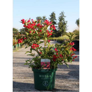 WEIGELA ALL SUMMER RED En pot de 10-12 litres