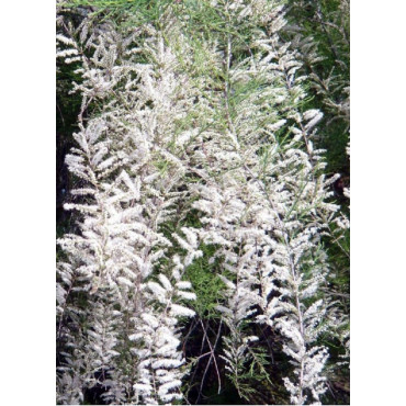 TAMARIX HULSDONK WHITE