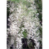 TAMARIX HULSDONK WHITE