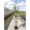 PRUNUS OKAME En pot de 12-15 litres forme baliveau